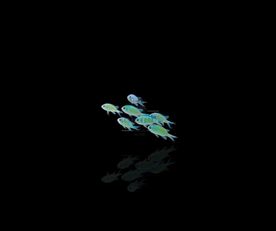 Chromis Viridis